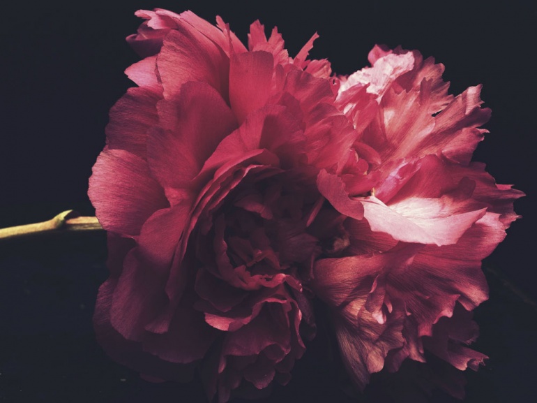 Image by Ashley Woodson Bailey