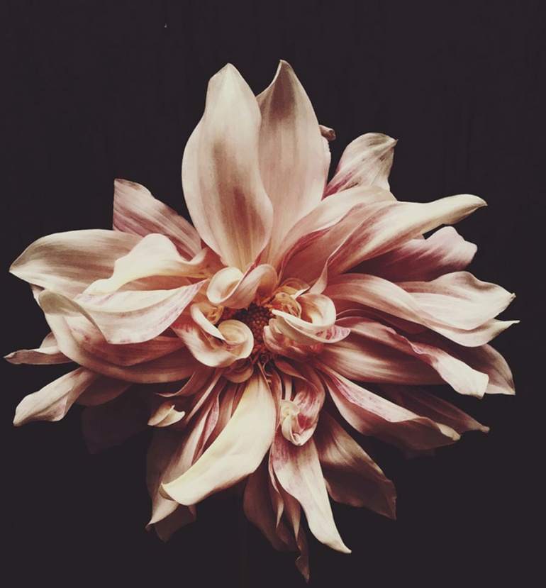 Image by Ashley Woodson Bailey