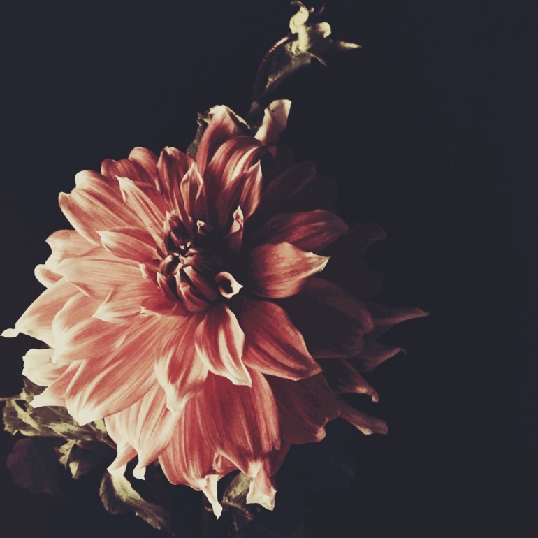 “Dahlia” by Ashley Woodson Bailey